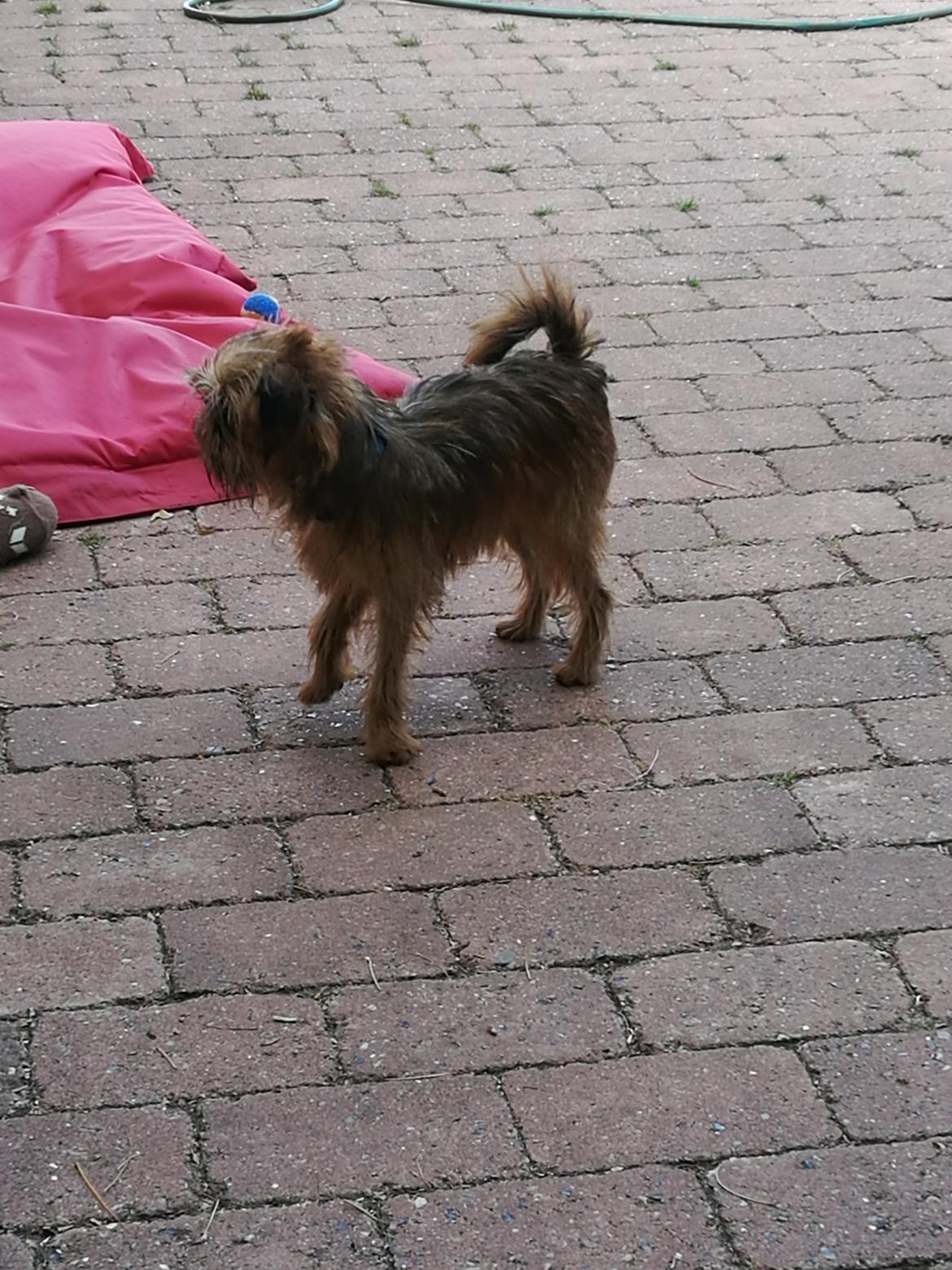 Griffon bruxellois Cayenne billede 3