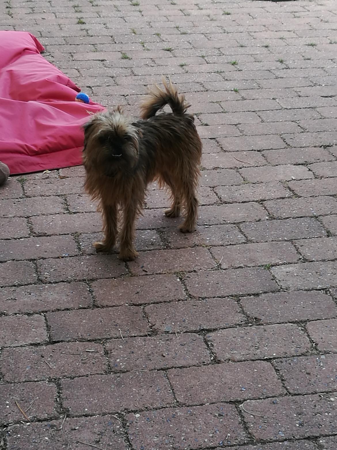 Griffon bruxellois Cayenne billede 4