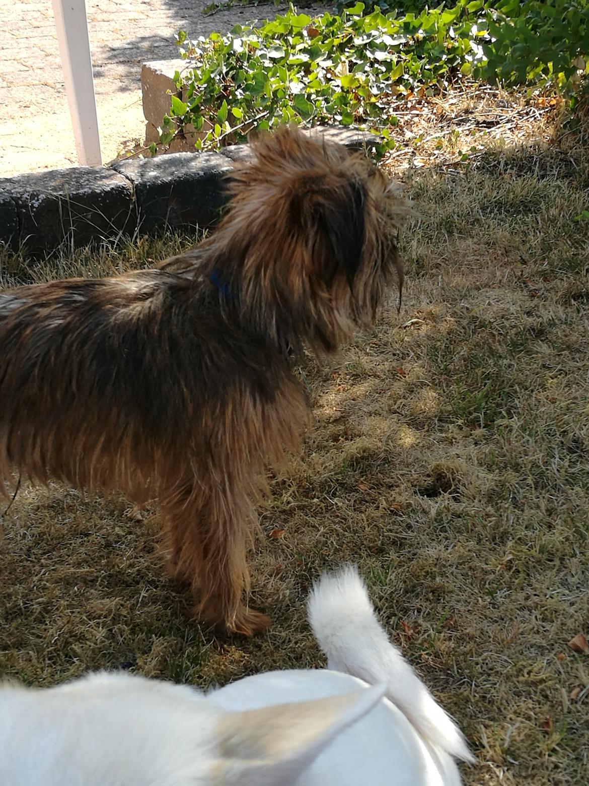 Griffon bruxellois Cayenne billede 6