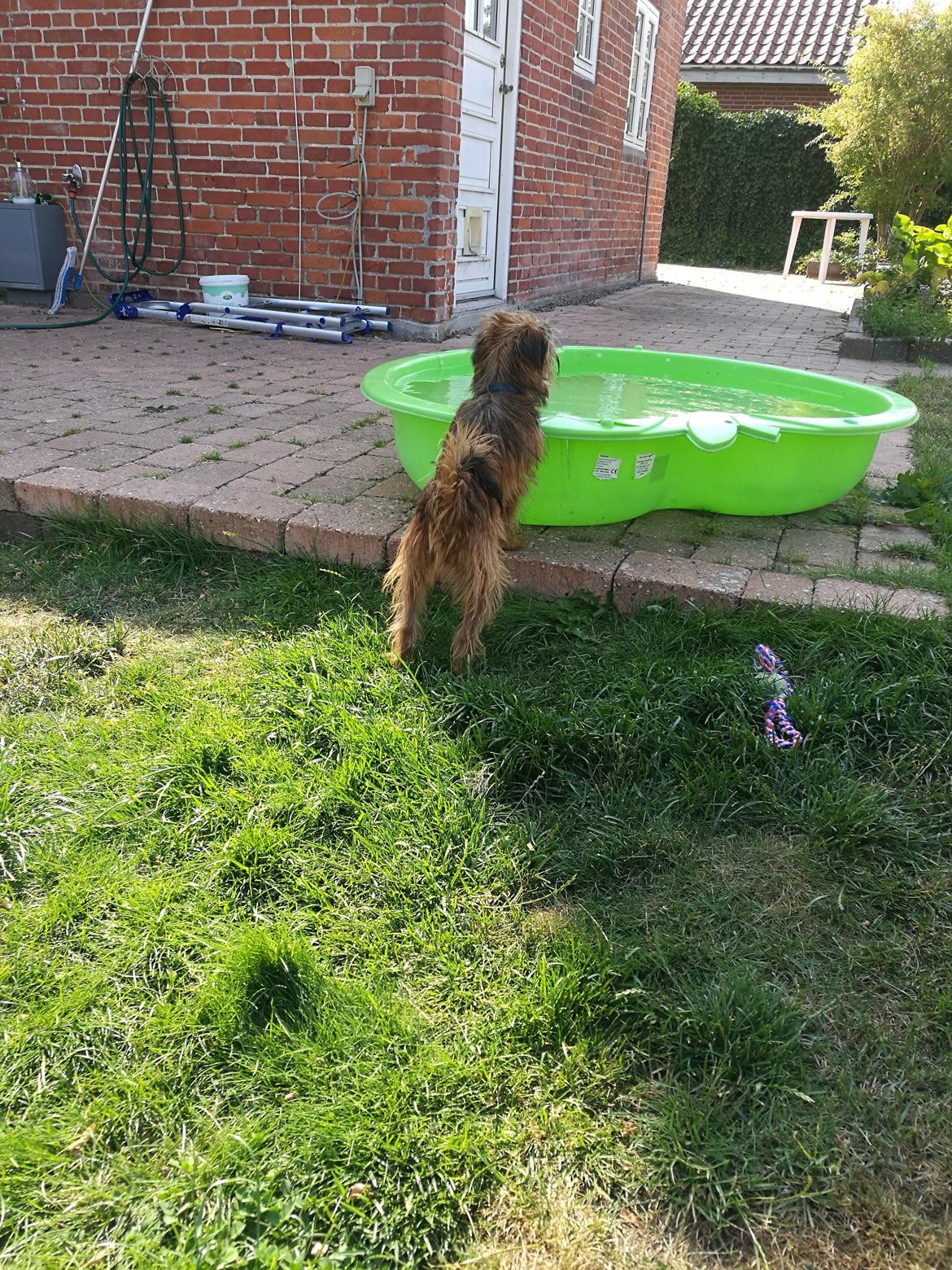 Griffon bruxellois Cayenne billede 7