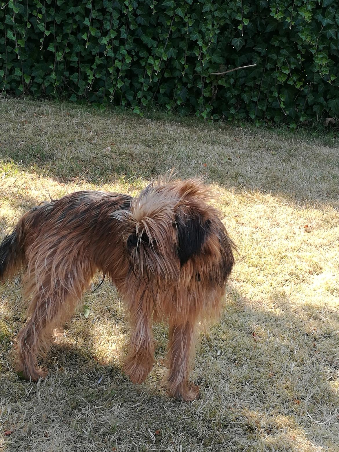 Griffon bruxellois Cayenne billede 5