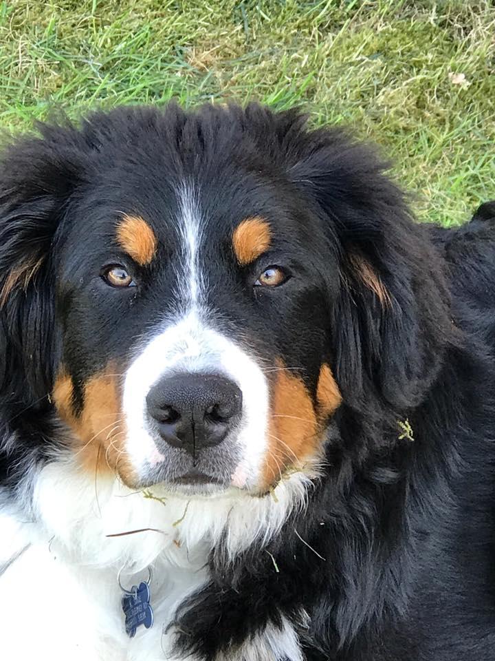 Berner sennenhund Kingo billede 1