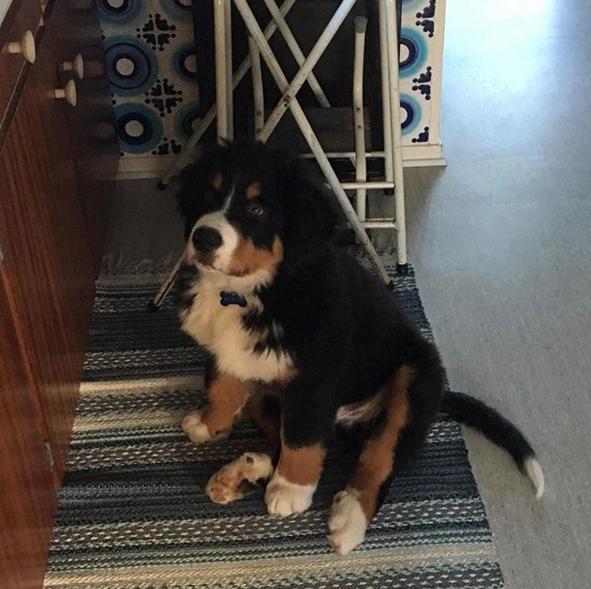 Berner sennenhund Kingo billede 17