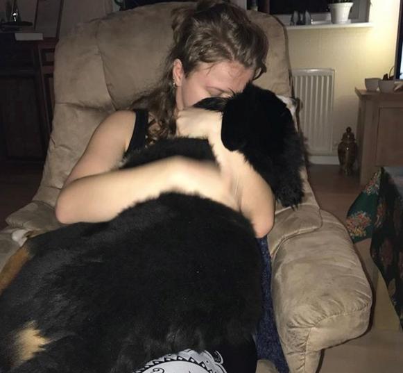 Berner sennenhund Kingo billede 18