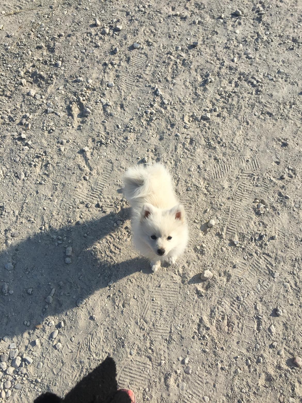 Kleinspitz Lille My billede 11