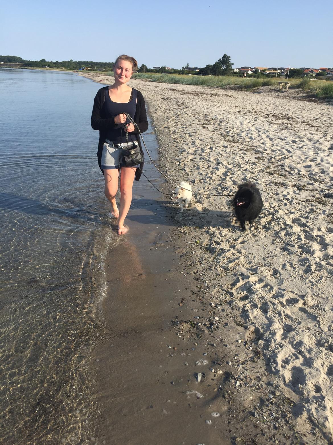 Kleinspitz Lille My billede 12