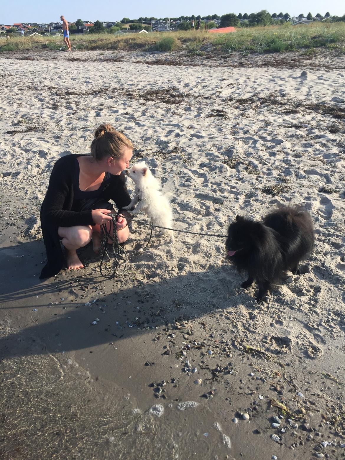 Kleinspitz Lille My billede 15