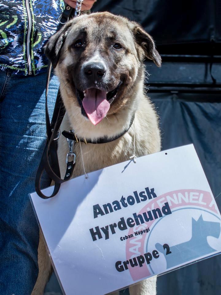 Anatolsk hyrdehund Humarim - racerepræsentant Tivoli friheden 2014 billede 35