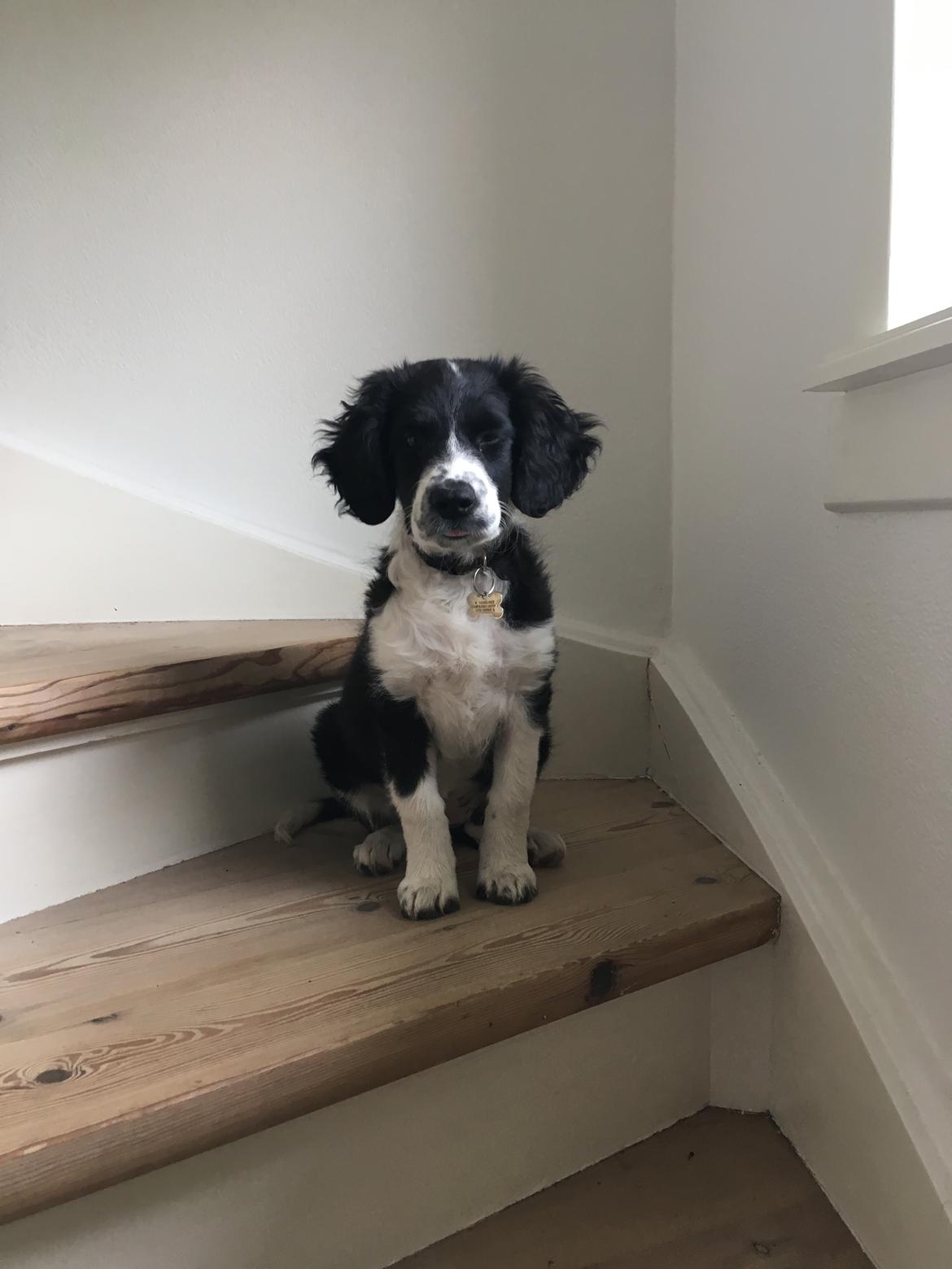 Blanding af racer Knirke billede 1