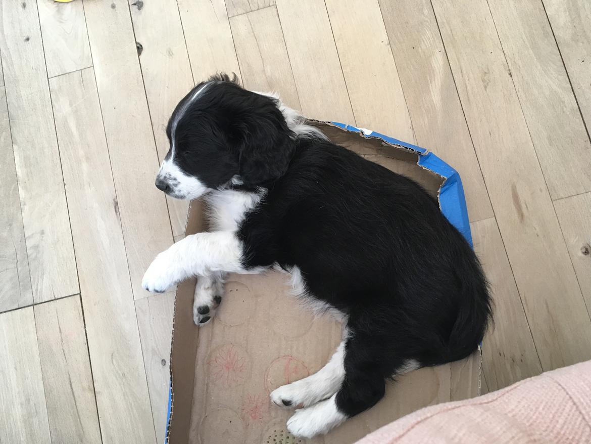 Blanding af racer Knirke billede 2