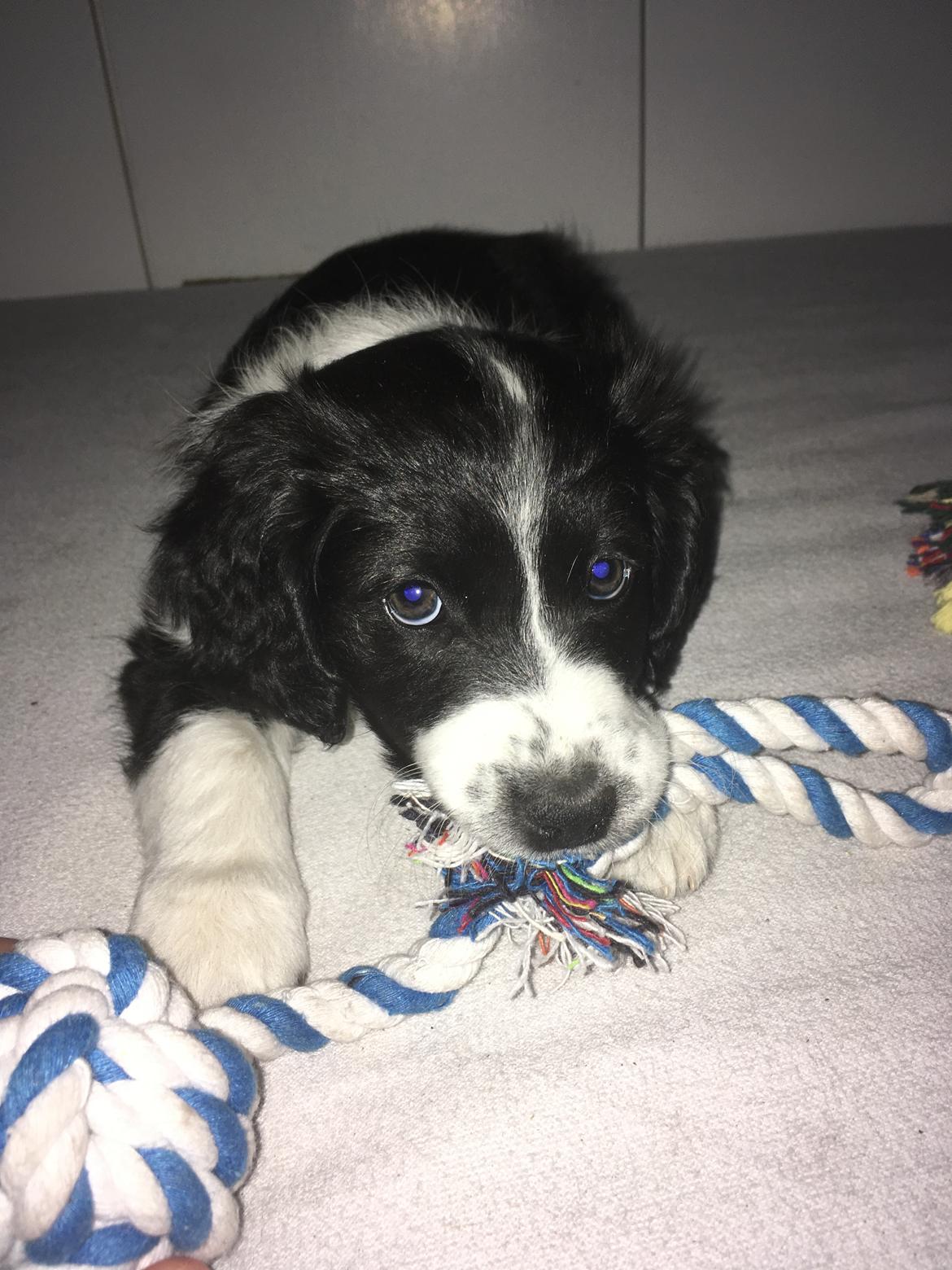 Blanding af racer Knirke billede 4