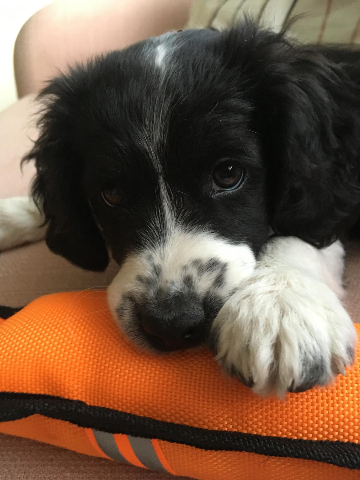 Blanding af racer Knirke billede 5