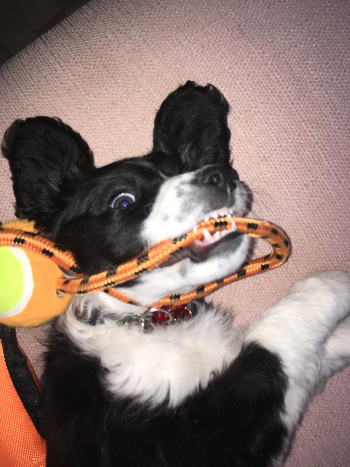 Blanding af racer Knirke billede 6