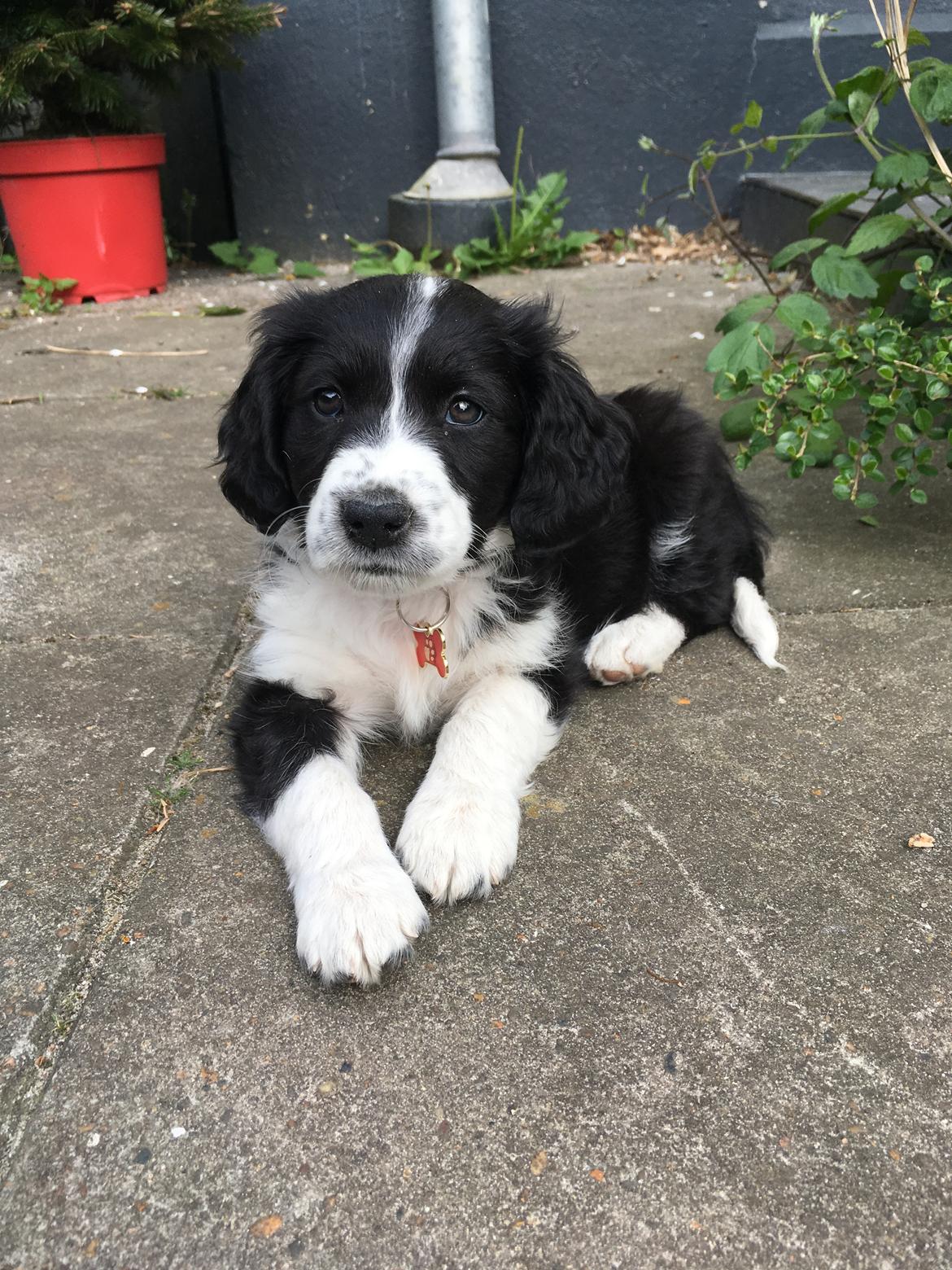 Blanding af racer Knirke billede 3