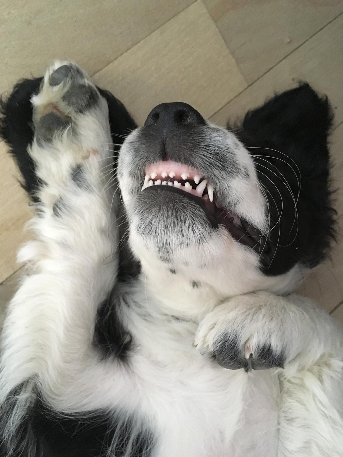 Blanding af racer Knirke billede 8