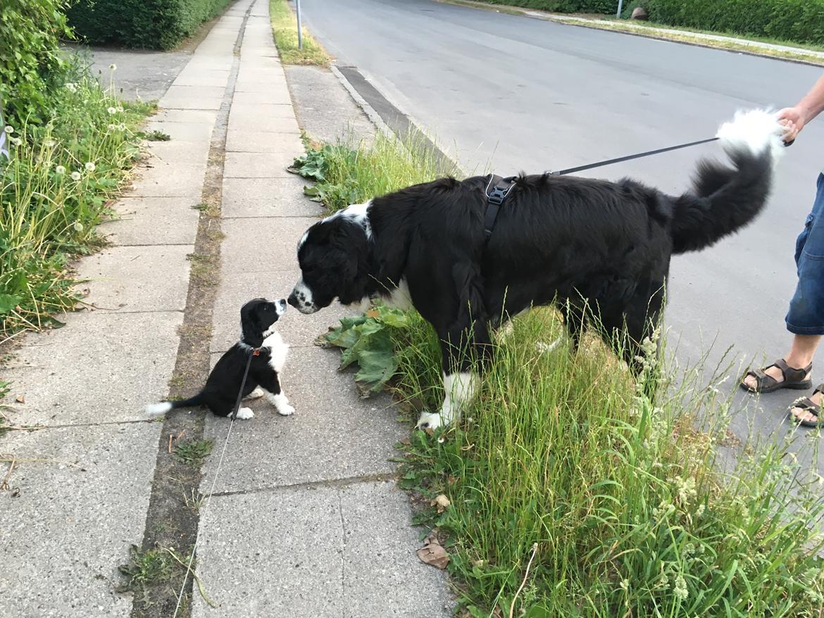 Blanding af racer Knirke billede 9