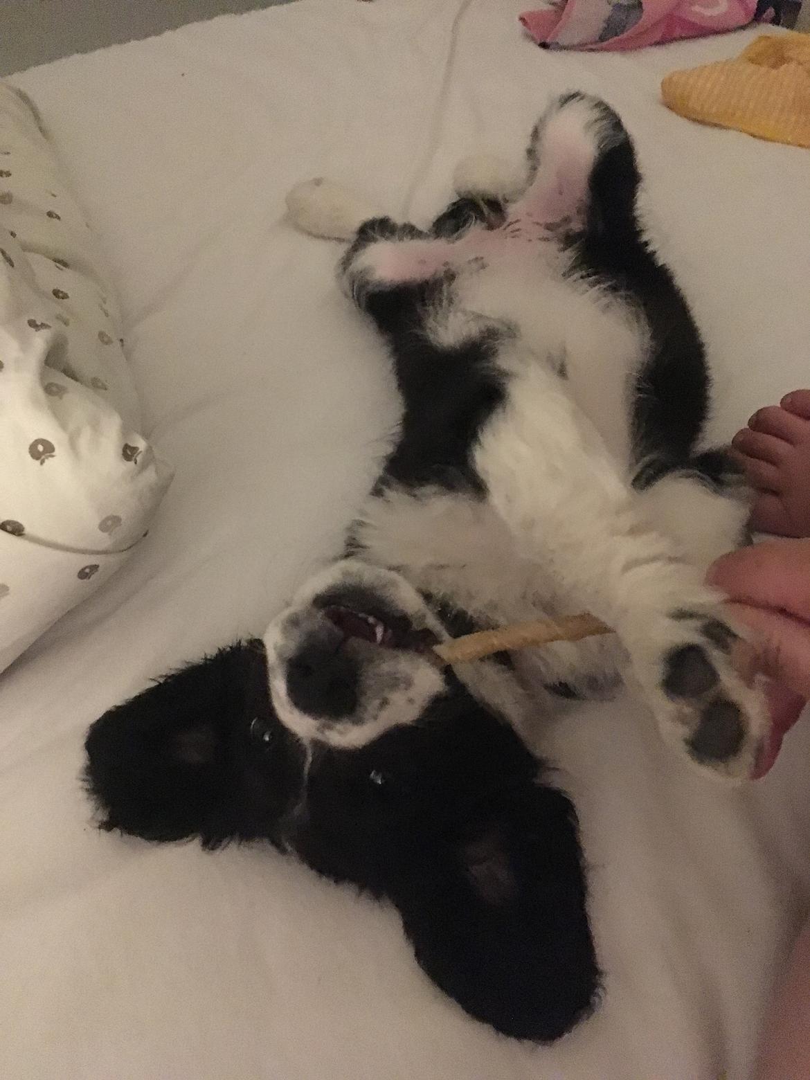 Blanding af racer Knirke billede 7