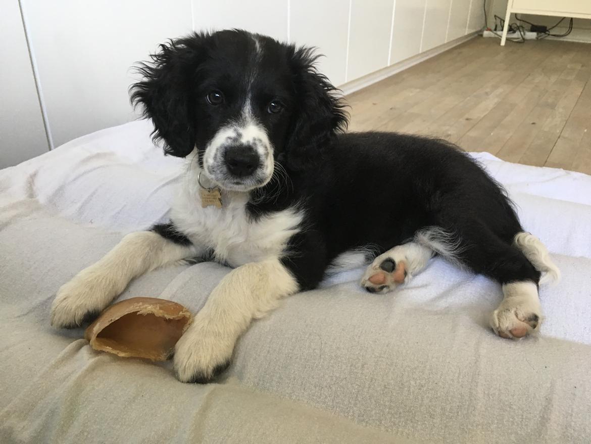 Blanding af racer Knirke billede 11