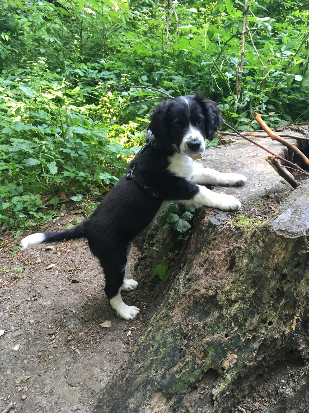 Blanding af racer Knirke billede 10