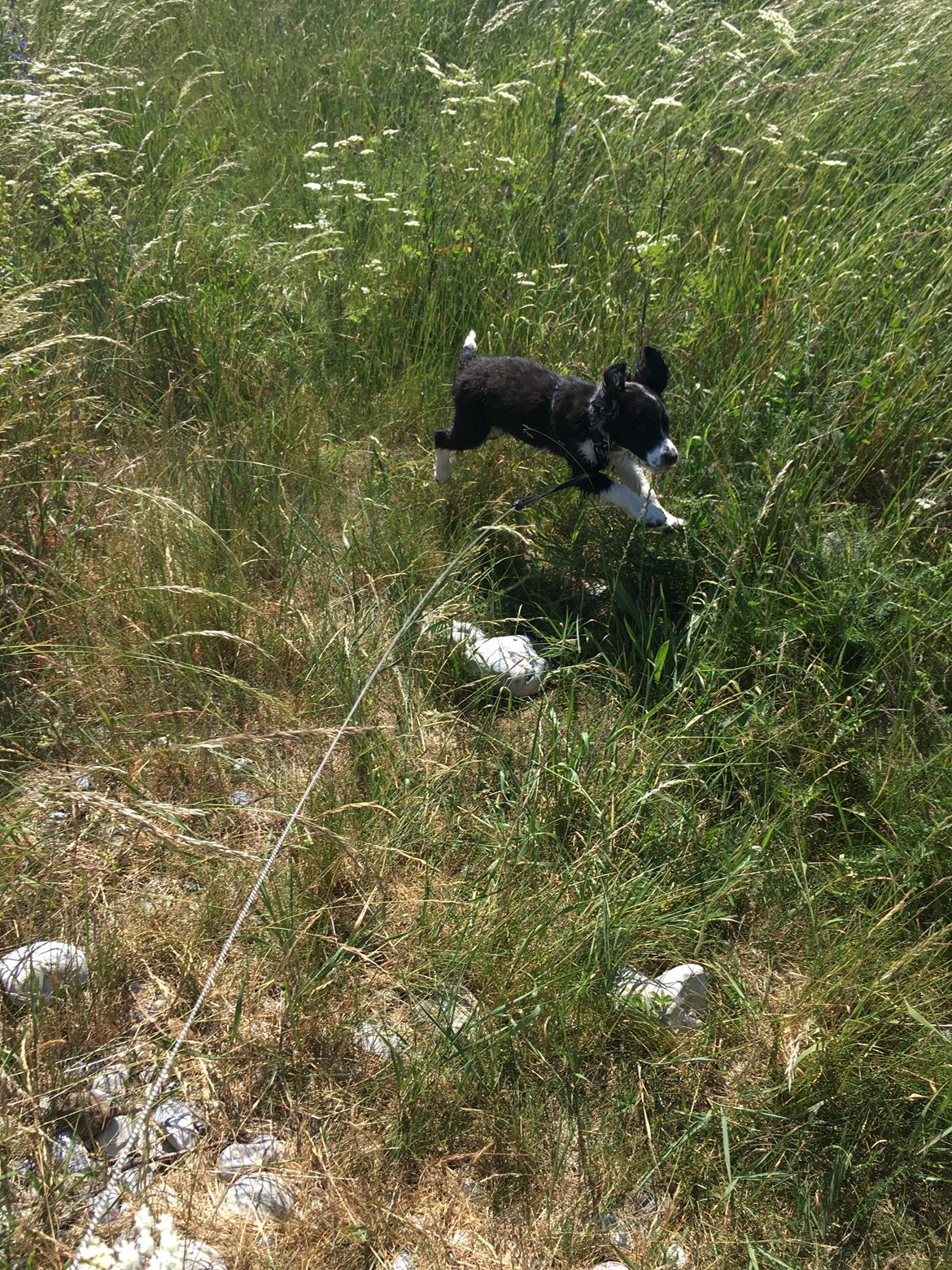 Blanding af racer Knirke billede 12