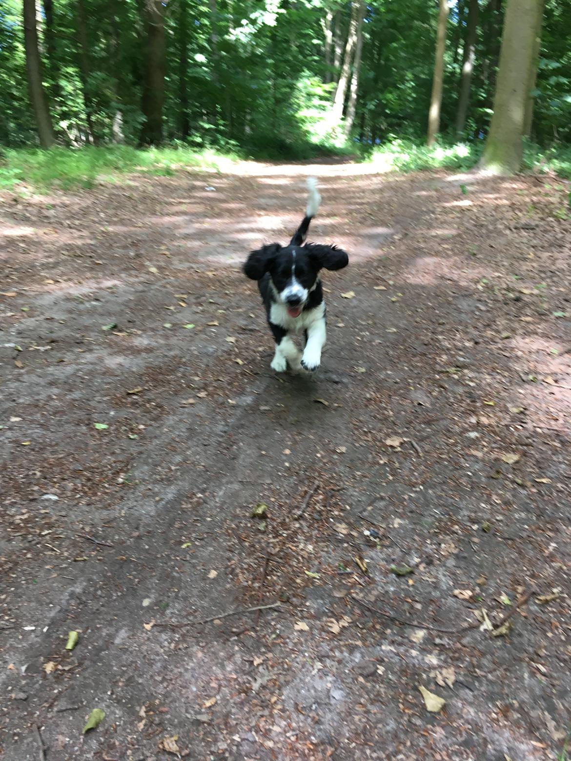 Blanding af racer Knirke billede 14