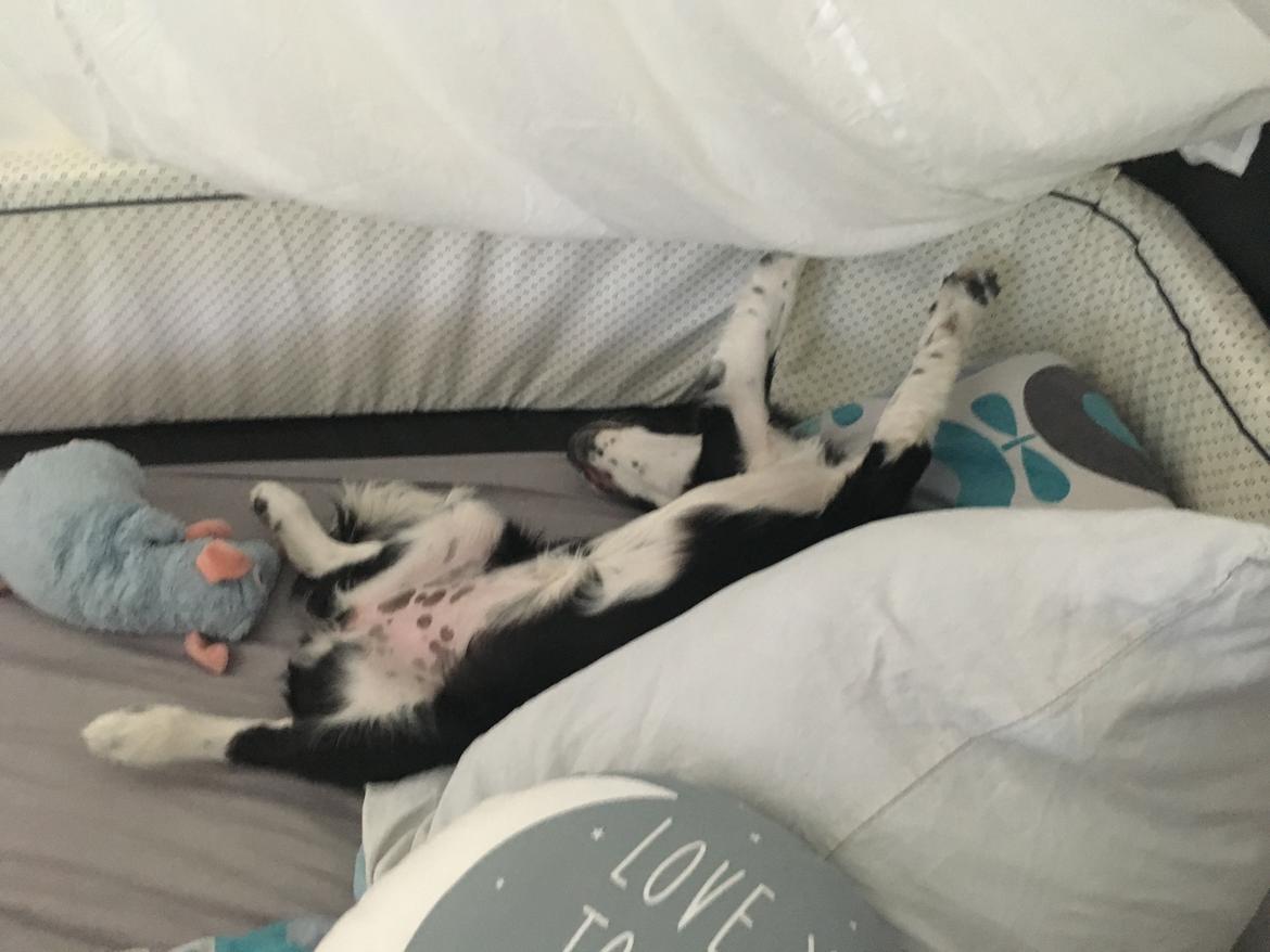 Blanding af racer Knirke billede 15