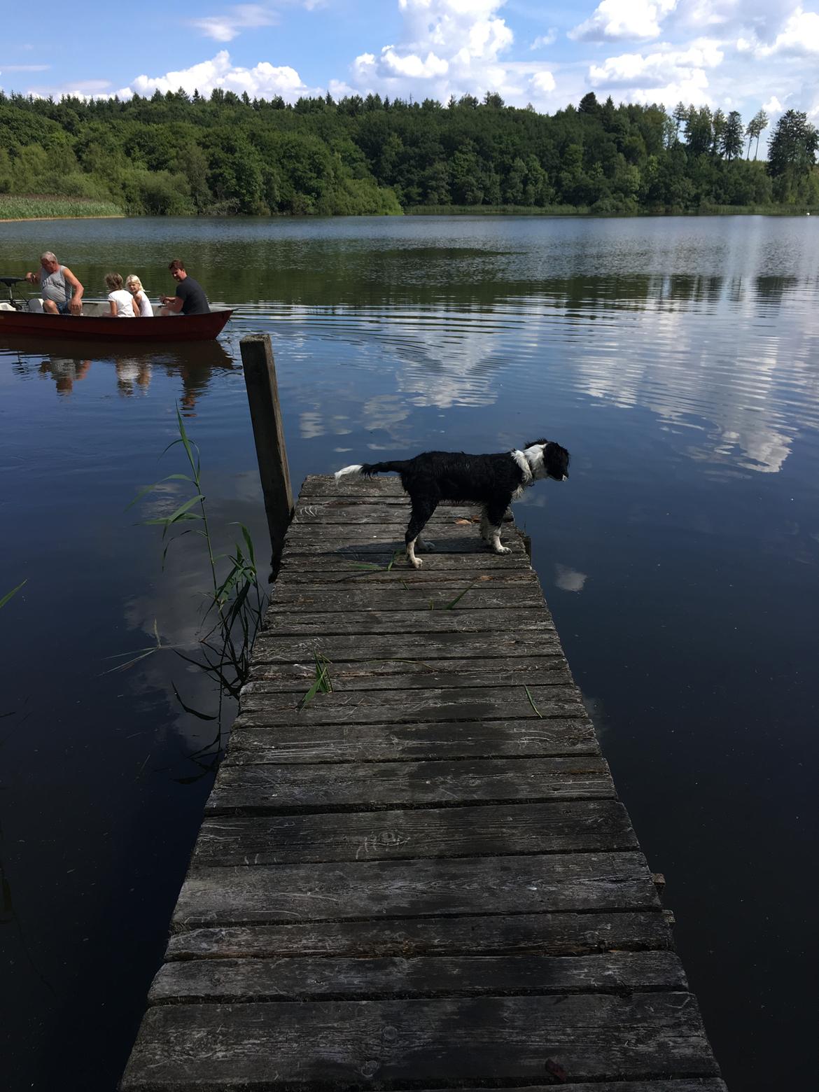 Blanding af racer Knirke billede 16