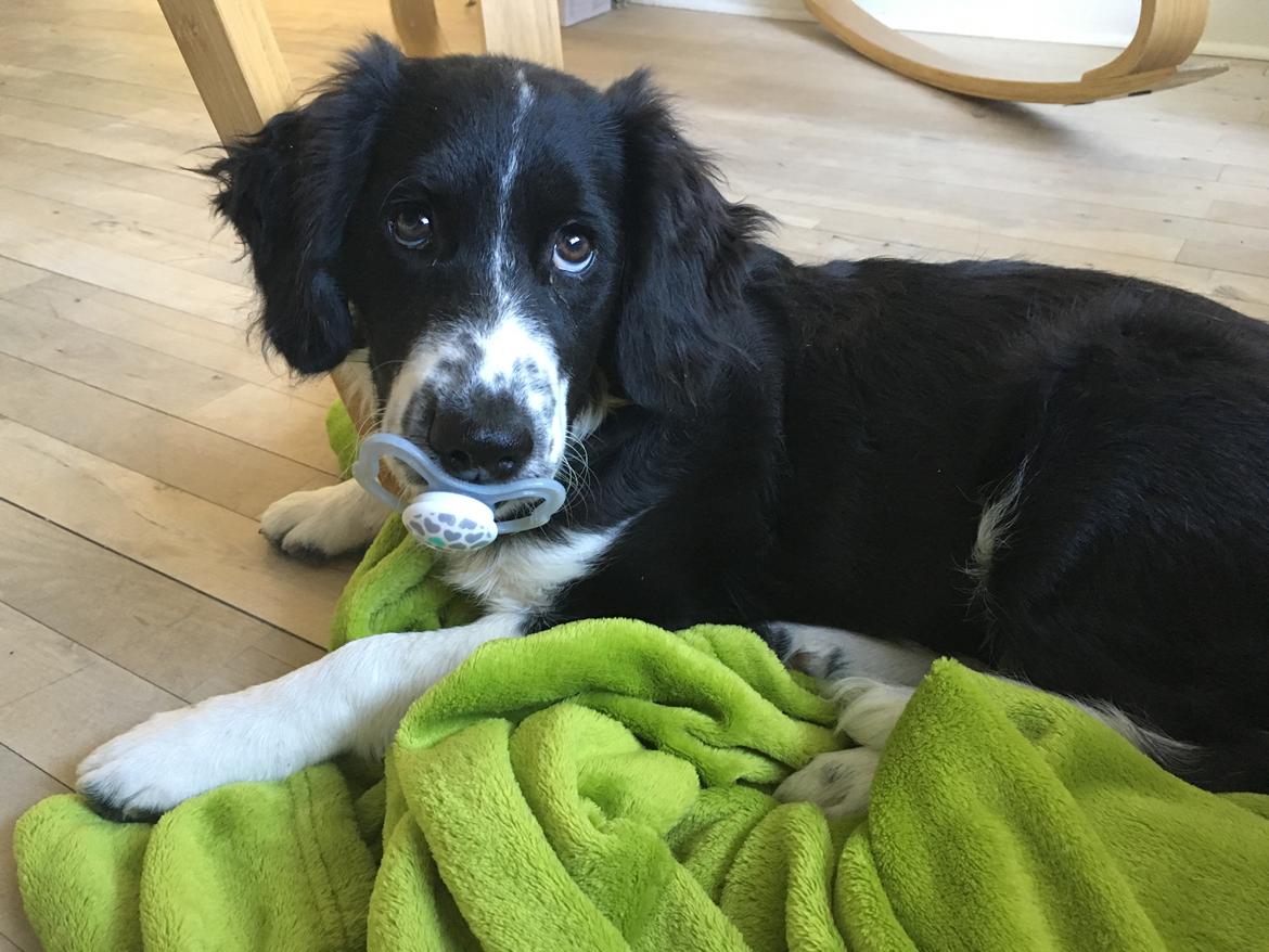 Blanding af racer Knirke billede 17