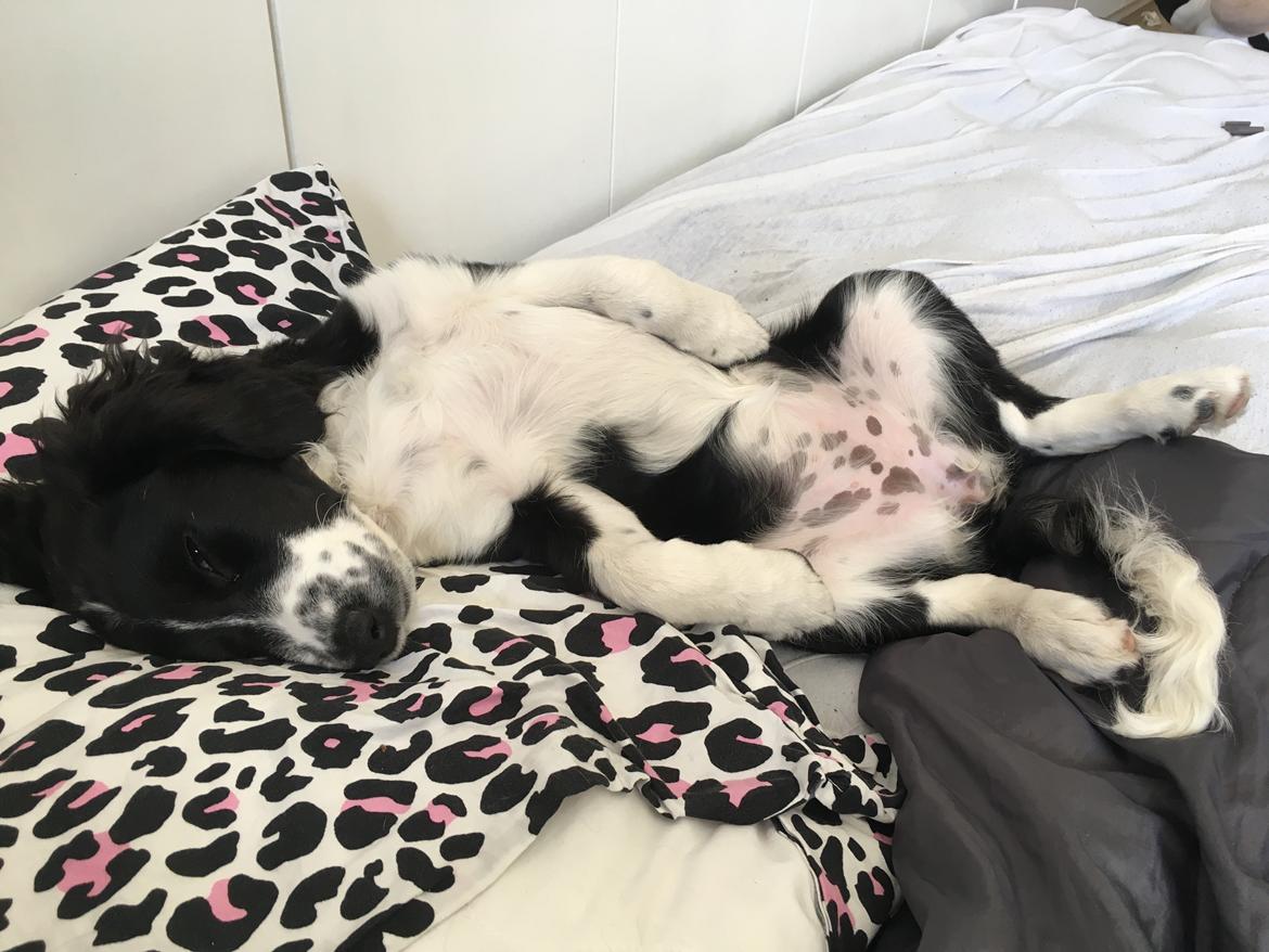 Blanding af racer Knirke billede 13