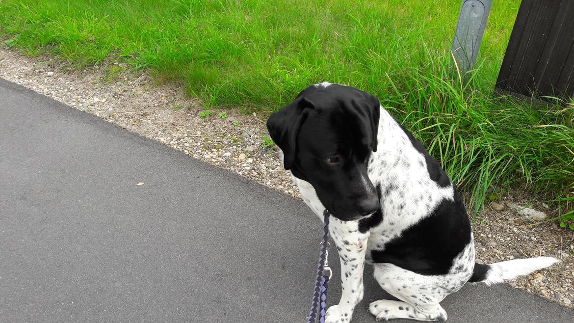 Blanding af racer Møffe billede 1