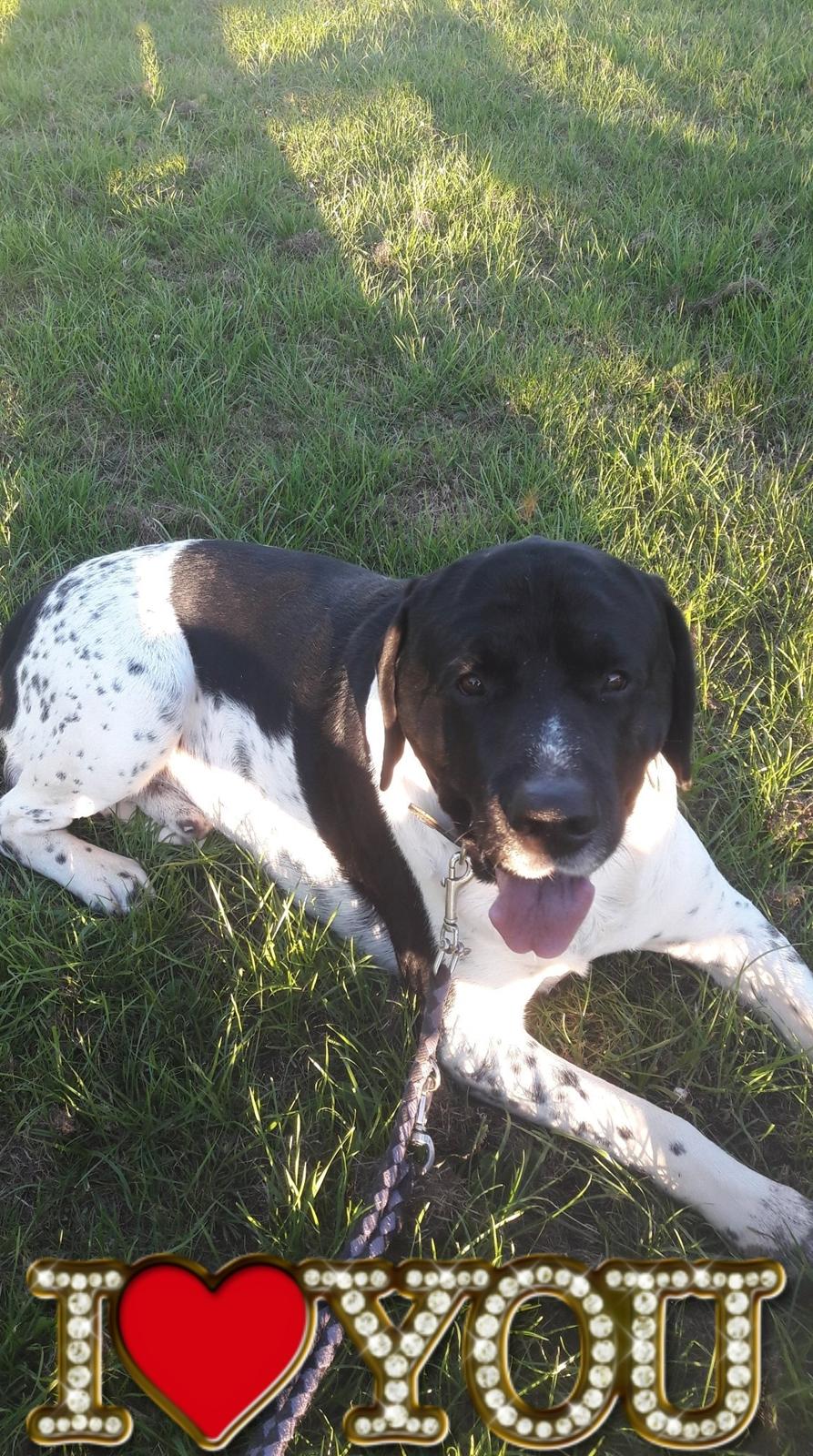 Blanding af racer Møffe billede 2