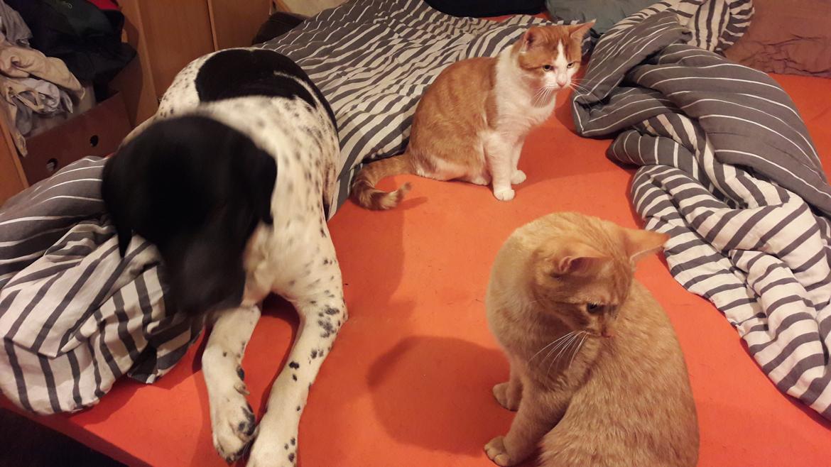 Blanding af racer Møffe billede 3