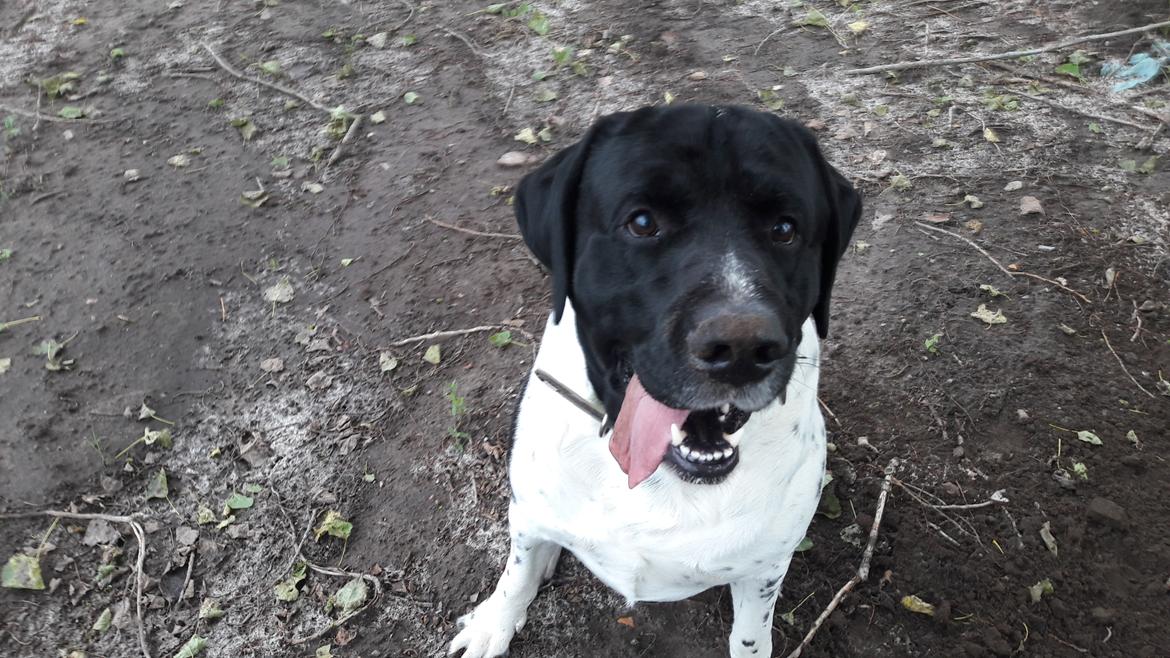 Blanding af racer Møffe billede 4