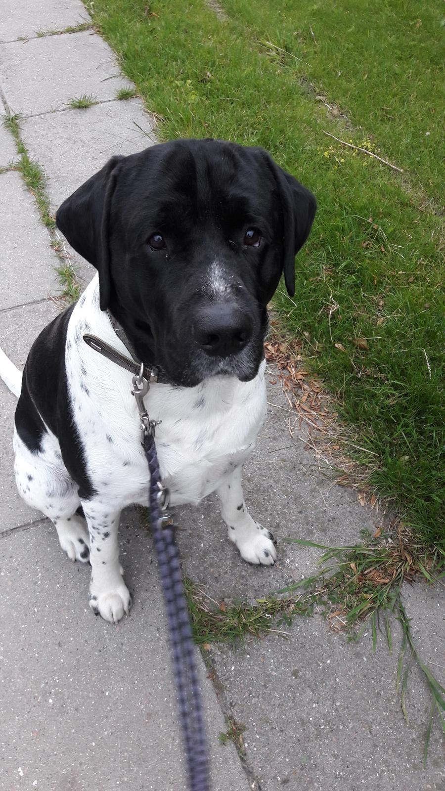 Blanding af racer Møffe billede 5