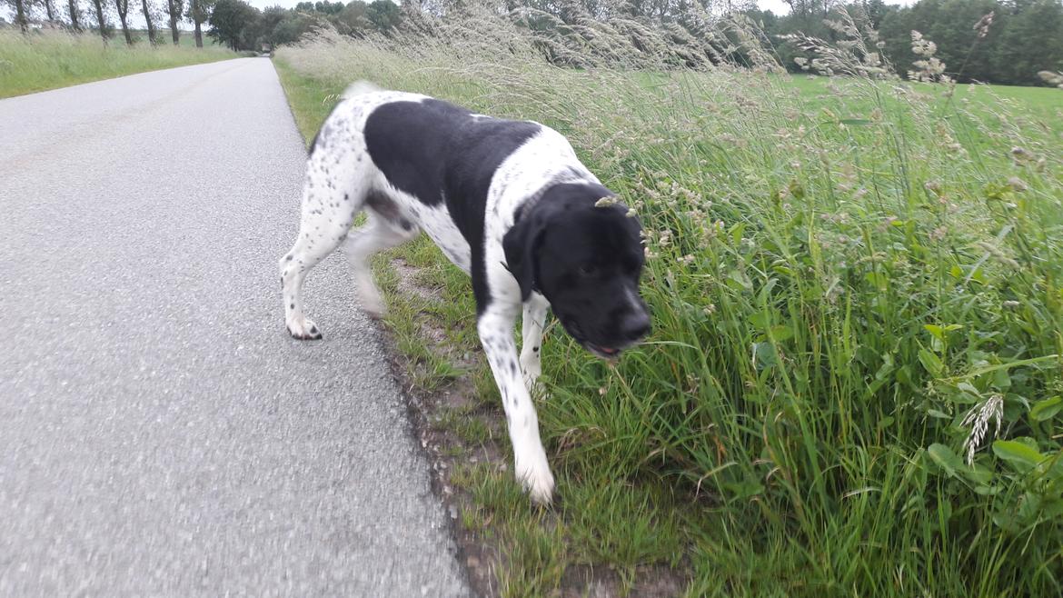 Blanding af racer Møffe billede 6