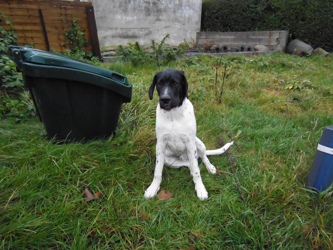 Blanding af racer Møffe billede 7