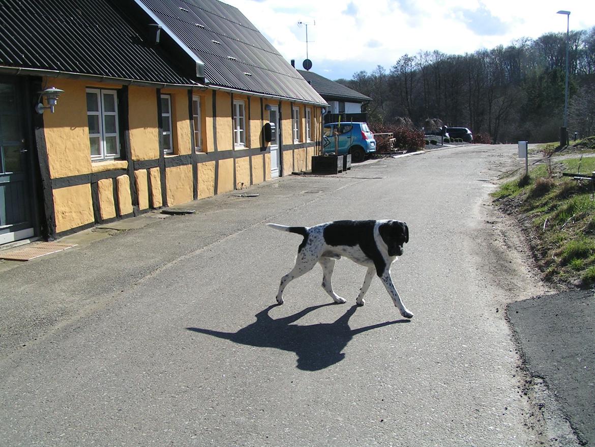 Blanding af racer Møffe billede 9