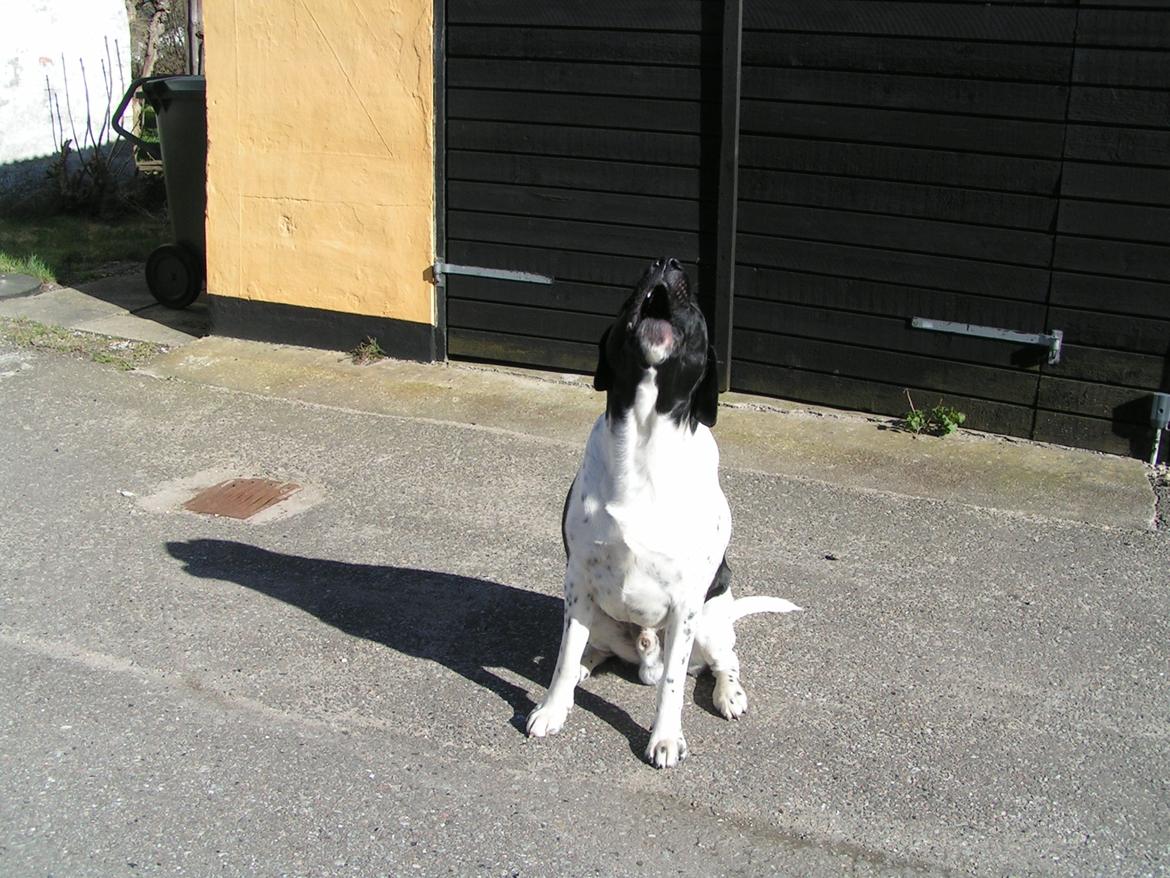 Blanding af racer Møffe billede 10