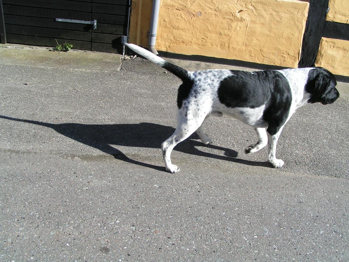 Blanding af racer Møffe billede 8