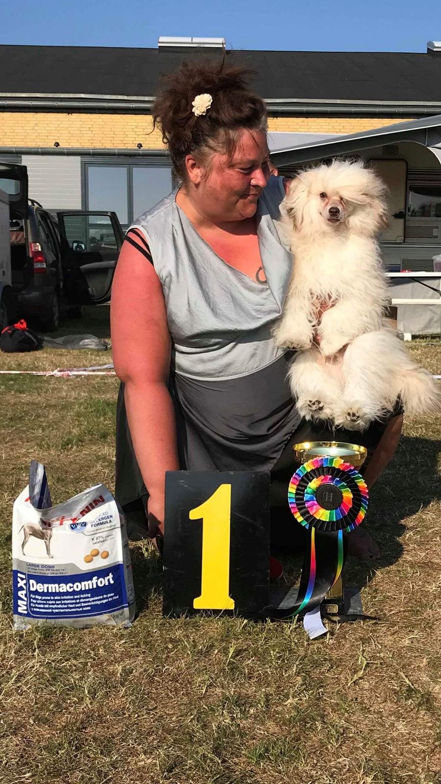 Chinese crested powder puff Maze  billede 6