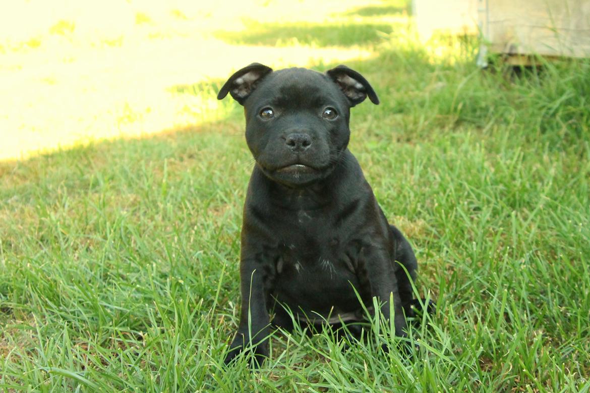 Staffordshire bull terrier Stakstons Blitzcrank - aka Junior - 8 uger billede 1