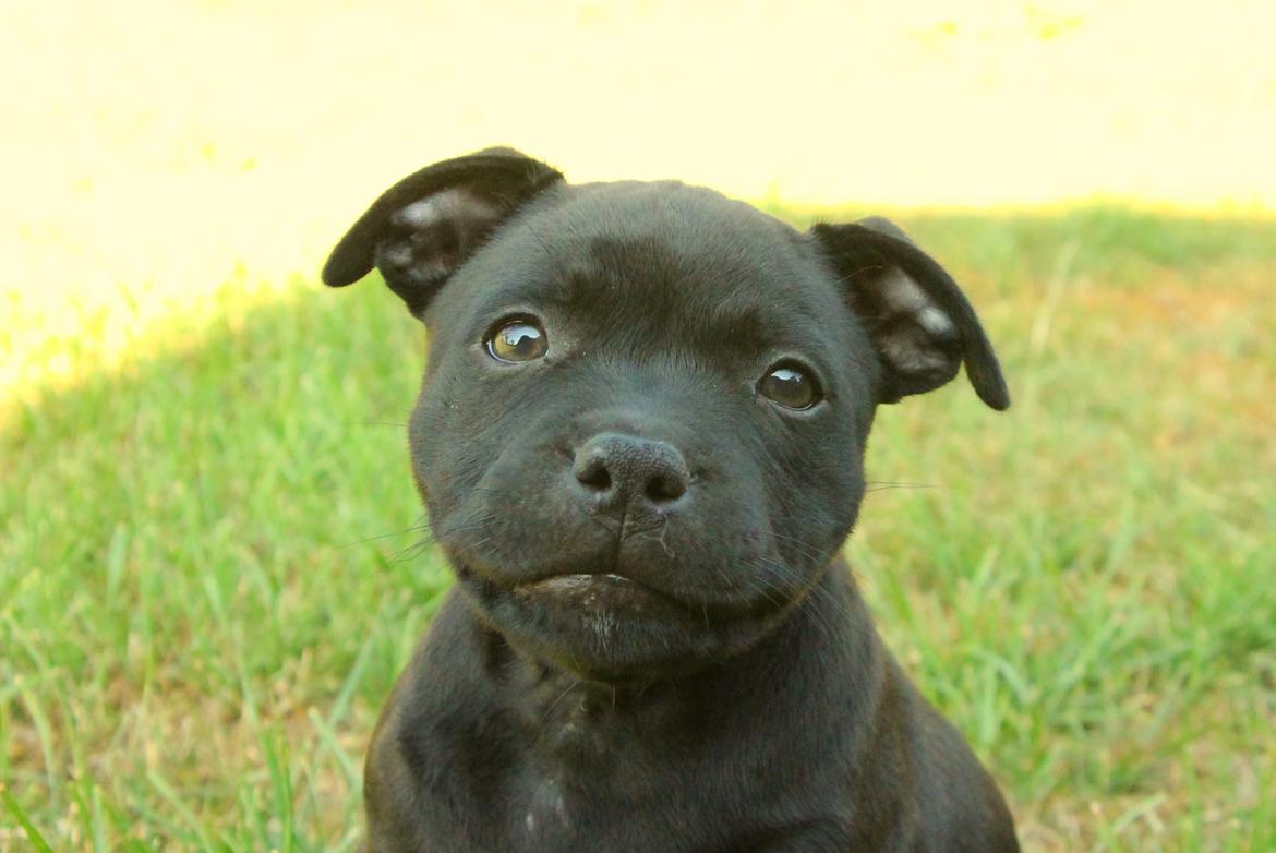 Staffordshire bull terrier Stakstons Blitzcrank - aka Junior - 8 uger billede 2