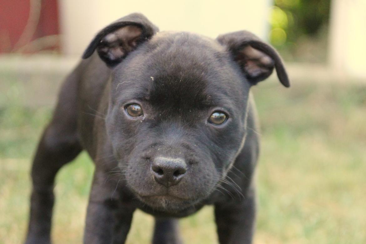 Staffordshire bull terrier Stakstons Blitzcrank - aka Junior - 8 uger billede 4