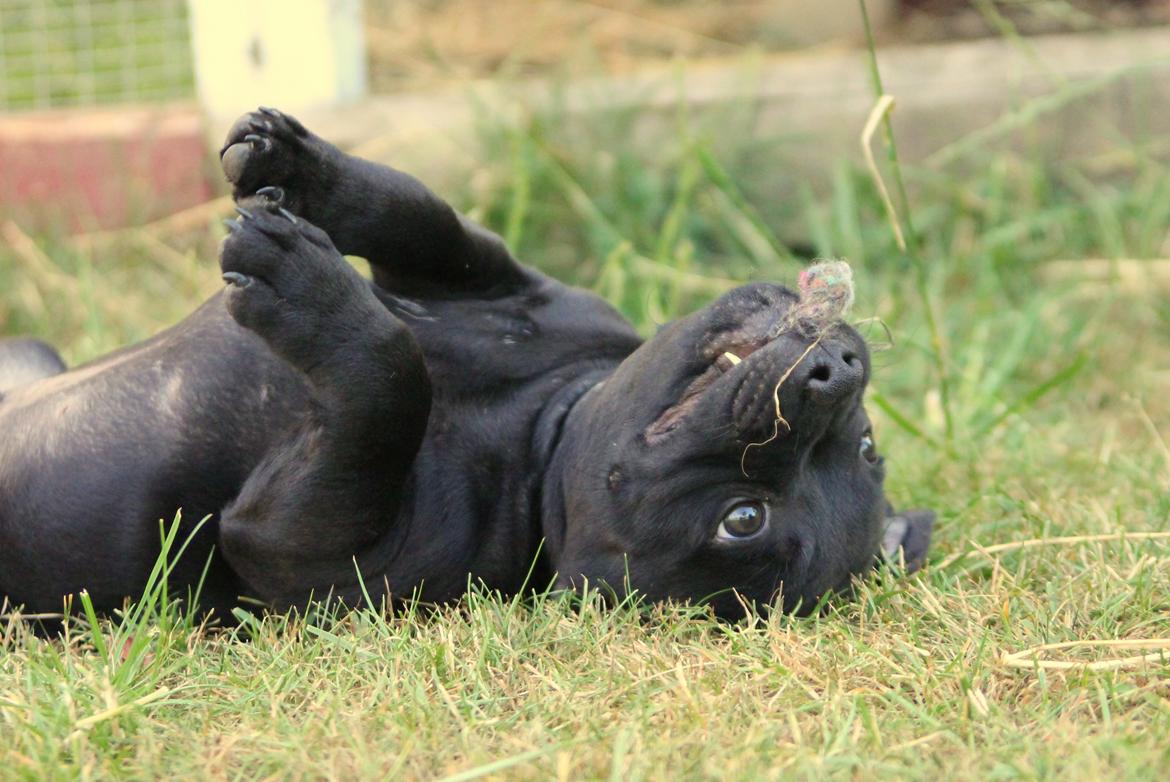 Staffordshire bull terrier Stakstons Blitzcrank - aka Junior - 8 uger billede 5