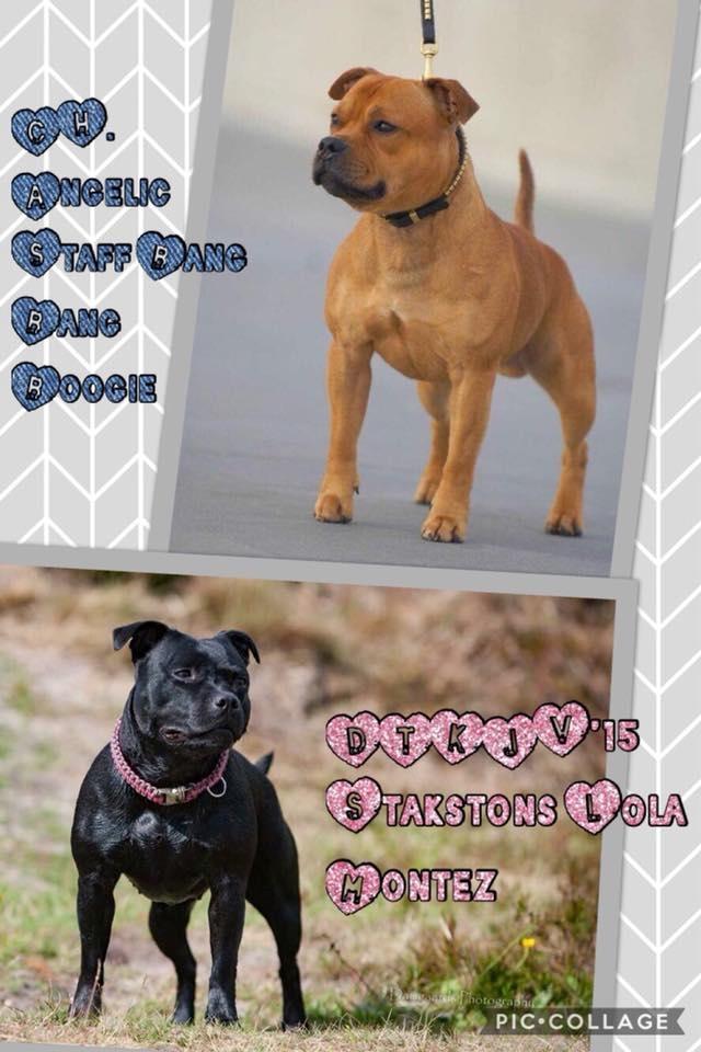 Staffordshire bull terrier Stakstons Blitzcrank - aka Junior - Forældrene billede 3