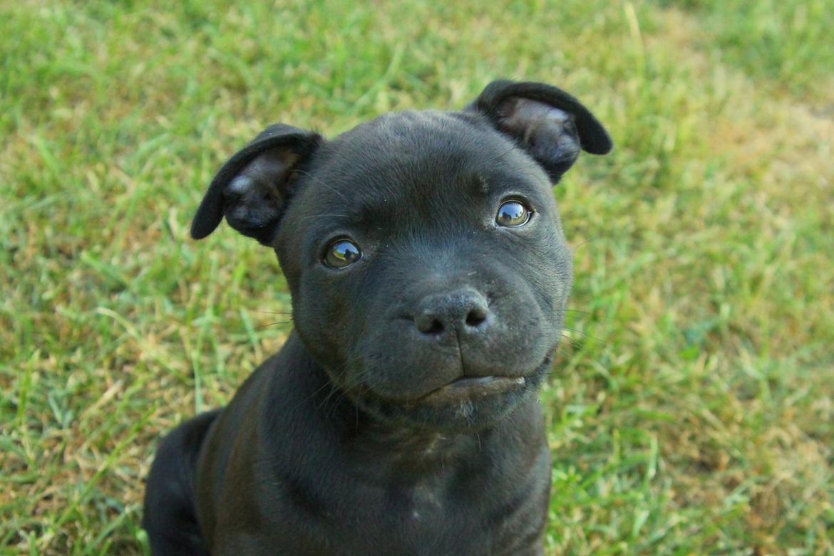 Staffordshire bull terrier Stakstons Blitzcrank - aka Junior - 8 uger billede 6