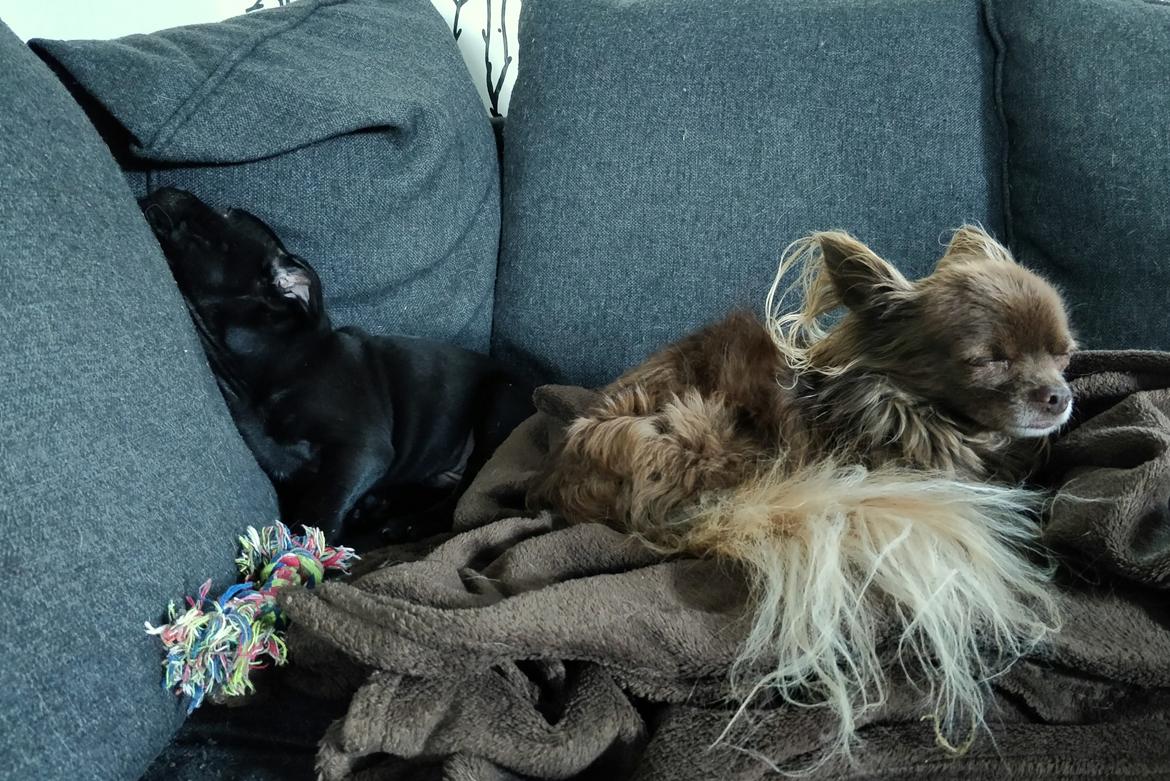 Staffordshire bull terrier Stakstons Blitzcrank - aka Junior - 8 uger billede 7