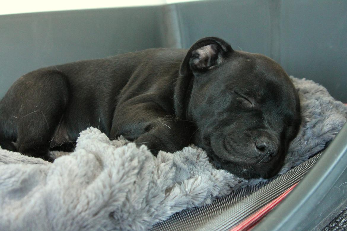 Staffordshire bull terrier Stakstons Blitzcrank - aka Junior - 8 uger billede 11