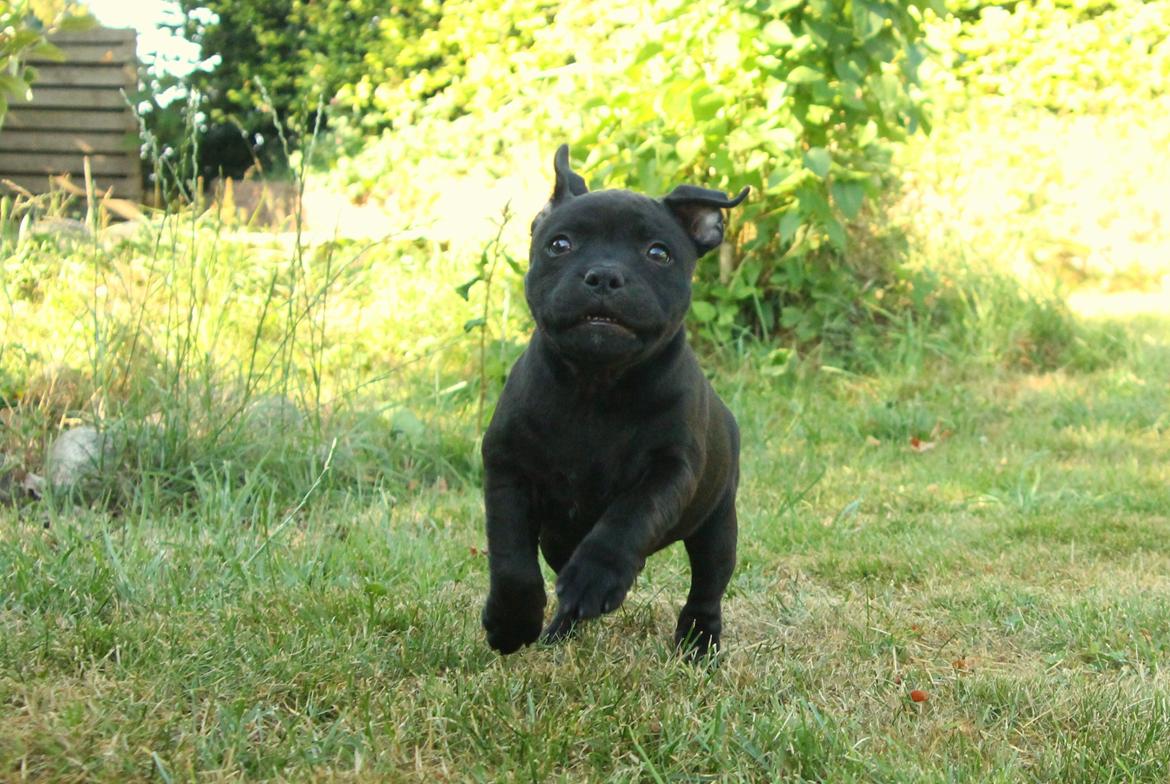 Staffordshire bull terrier Stakstons Blitzcrank - aka Junior - 8 uger billede 8