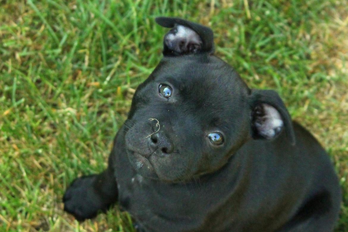 Staffordshire bull terrier Stakstons Blitzcrank - aka Junior - 8 uger billede 10